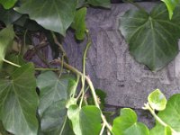 Tornyai Schossberger báró